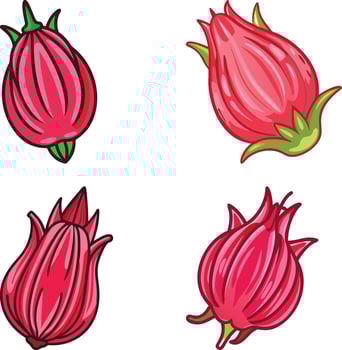 juicy pink roselle fruit high-quality bundle set ideal for menus, food and fruit concepts illustration. vector