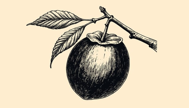 black and sepia-toned plume engraving with meticulous vintage-style detailing vector