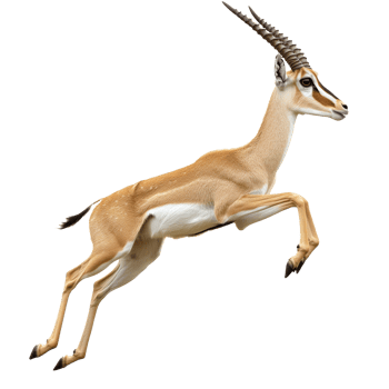 Gazelle jumping in a natural habitat setting png