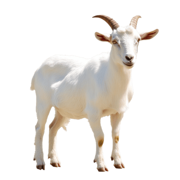 Goat stands calmly in bright light outdoors png