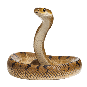 Golden snake coiled and ready to strike png