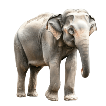 Majestic elephant walking in the wild png