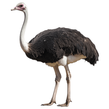 Majestic ostrich walking in natural habitat png