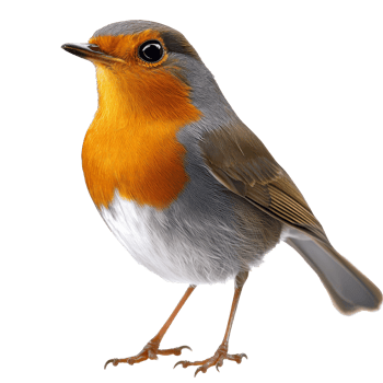 Vibrant orange and gray bird png