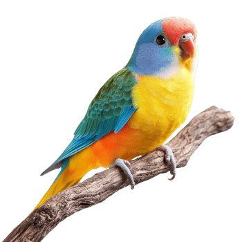 Colorful bird perched on a branch in nature png