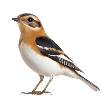 Colorful bird on white background png