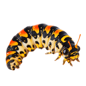 Colorful caterpillar crawling on a leaf in nature png