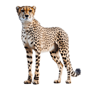 Cheetah stands poised in a natural pose png
