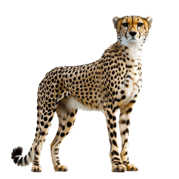 Cheetah standing proudly in a natural pose png