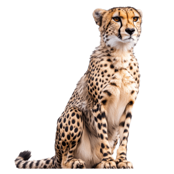 Cheetah sitting calmly against a white backdrop png