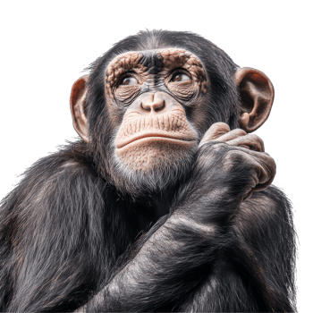 Thoughtful chimpanzee in neutral pose png