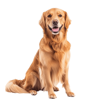 Happy golden retriever in bright light png