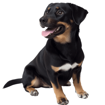 Happy black and tan dog sitting calmly png