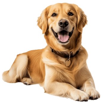 Golden retriever relaxing on a soft surface png
