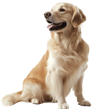 Golden retriever sitting gracefully indoors png