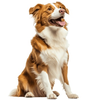 Happy dog with shiny coat poses for the camera png