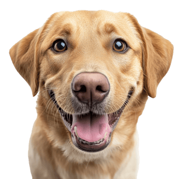 Happy golden retriever smiling with joy png