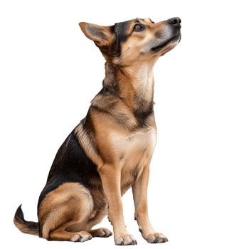 Dog sitting calmly and observing its surroundings png
