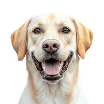 Happy yellow lab with joyful expression captured png