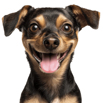 Joyful dog on a white background png