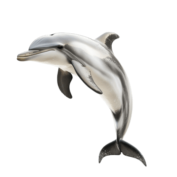 Dolphins swimming gracefully in clear blue waters png