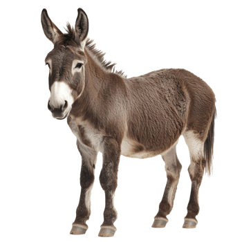 Donkey standing on white background in good health png
