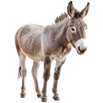 Donkey standing on a white background png