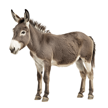 Donkey standing in a natural pose at the farm png