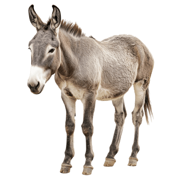 Majestic grey donkey standing gracefully in nature png