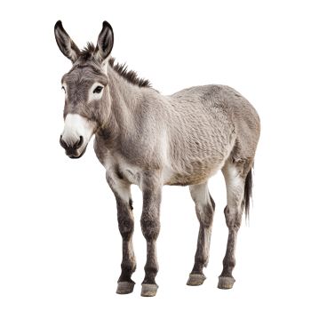 Grey donkey standing on white background png
