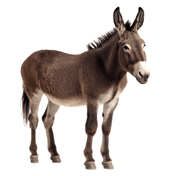 Donkey standing calmly on a white background png