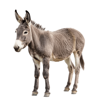 Gray donkey standing calmly on a white background png