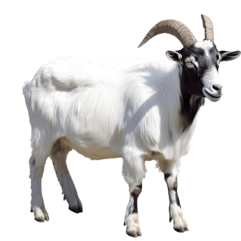 Goat standing proudly in bright light png