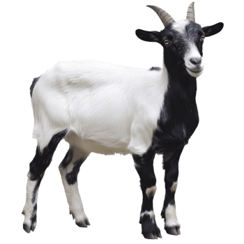 Curious goat on neutral background png