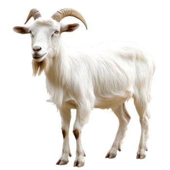White goat in daytime grass png