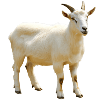 White goat standing on a transparent background png