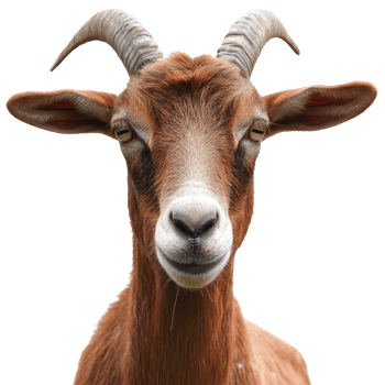 Goat with prominent features posing for camera png