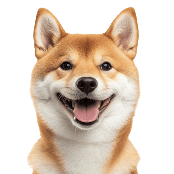 Happy shiba inu with a friendly expression png