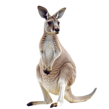 Kangaroo standing gracefully in natural pose png