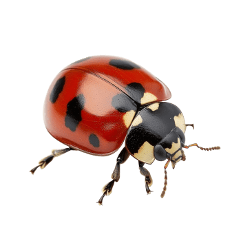Colorful ladybug crawling on a leaf png