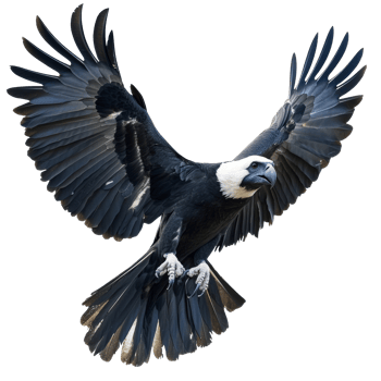 Majestic black and white bird soaring in flight png