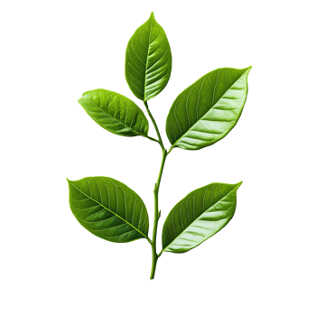 Green leaves on a branch in natural light png
