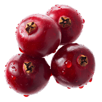 Fresh red cranberries ready for the harvest season png