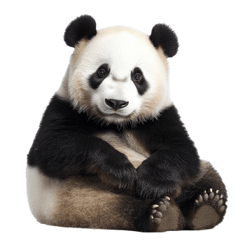 Young panda calmly sitting on white png