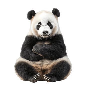 Panda sitting calmly in a relaxed posture png