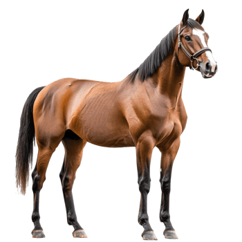 Graceful brown horse in profile png