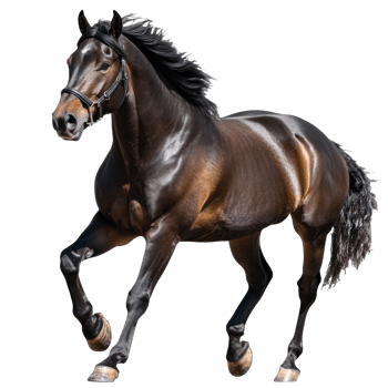 Majestic black horse running in open space png