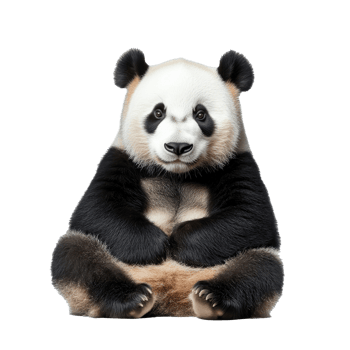 Cute panda sitting calmly in a relaxed pose png