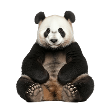 Panda sitting calmly with a friendly expression png
