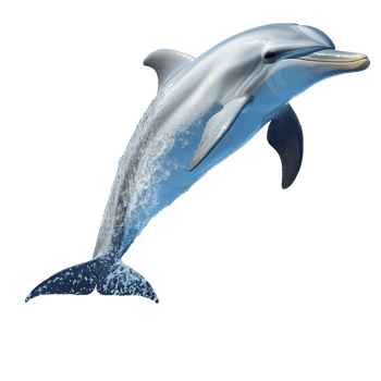 Dolphin jumps joyfully over ocean waves png